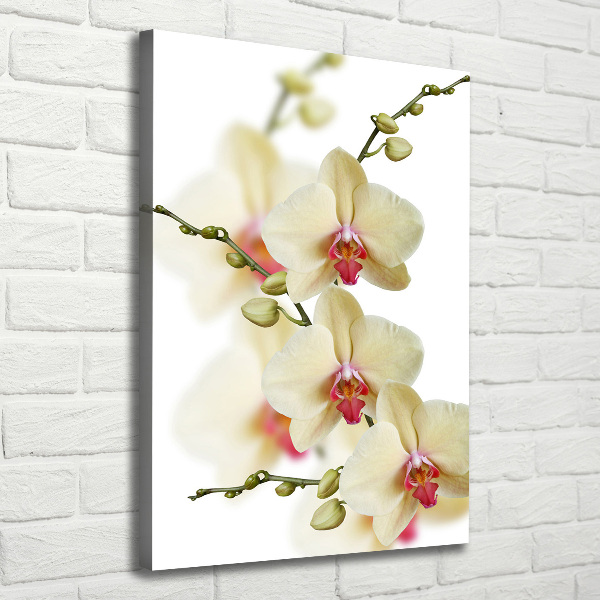 Picture canvas print Orchid