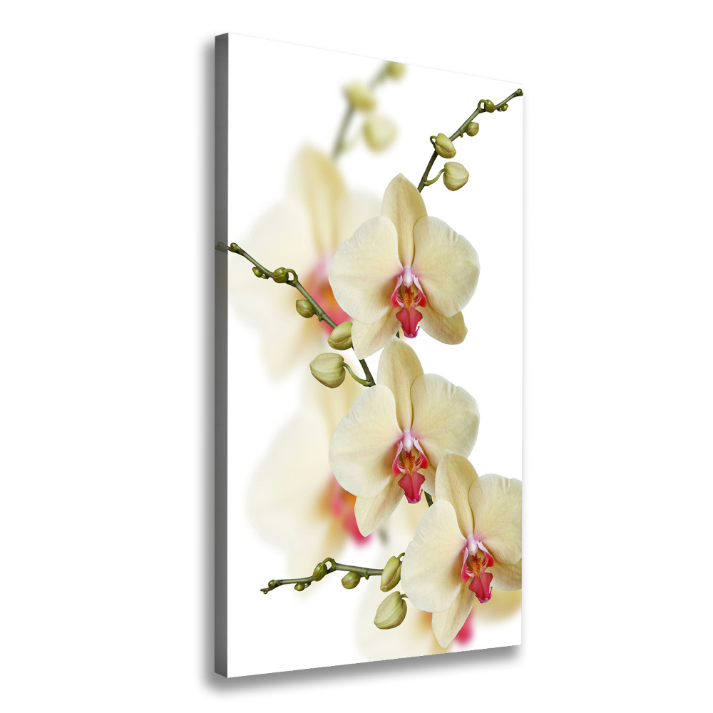 Picture canvas print Orchid