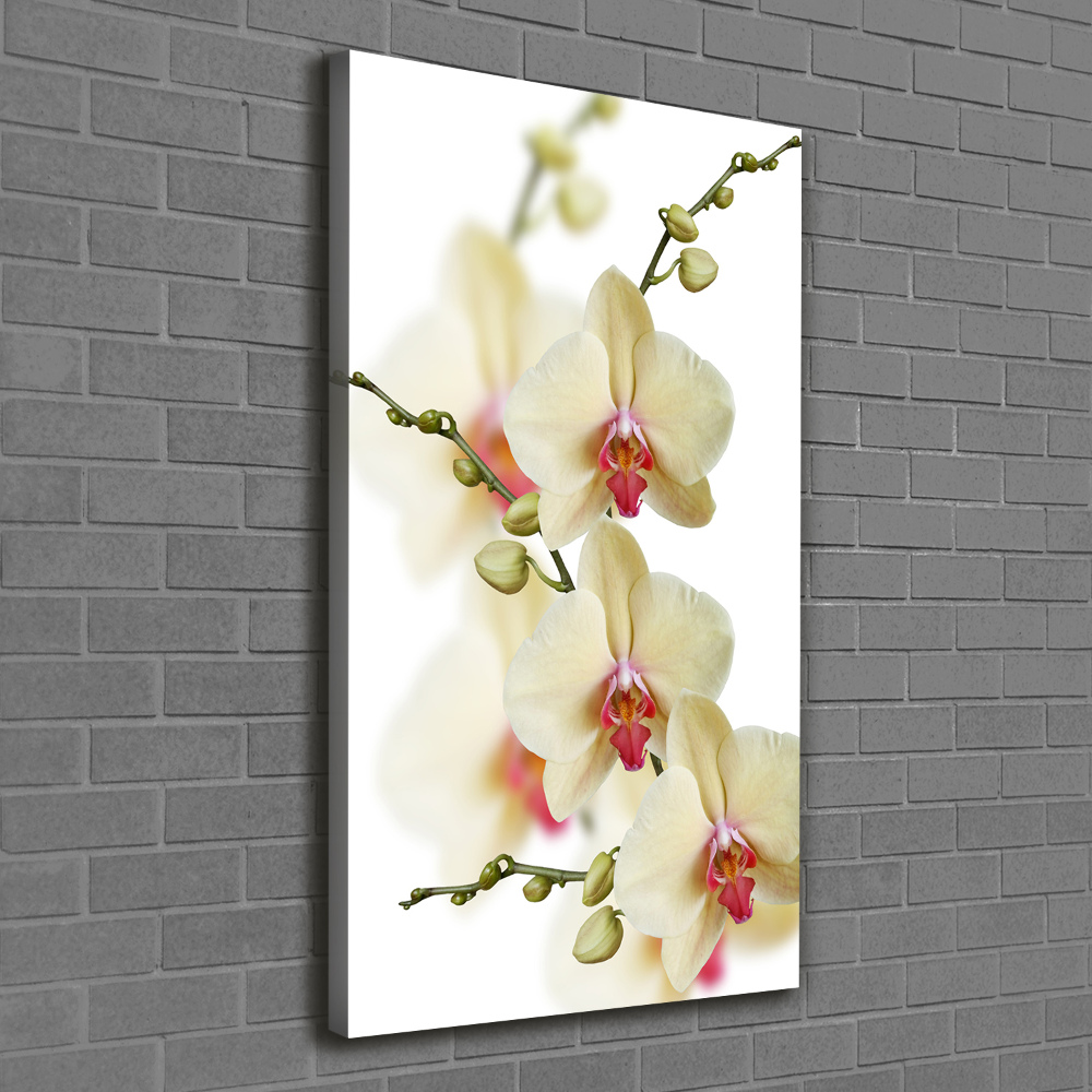 Picture canvas print Orchid