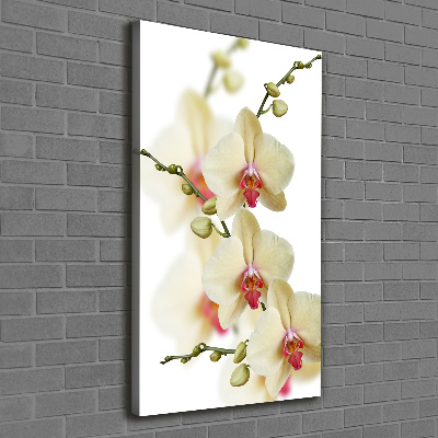 Picture canvas print Orchid