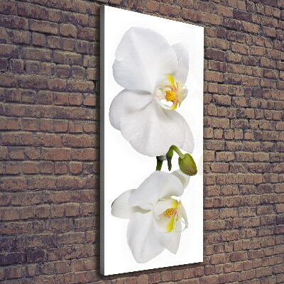 Wall canvas art White orchid