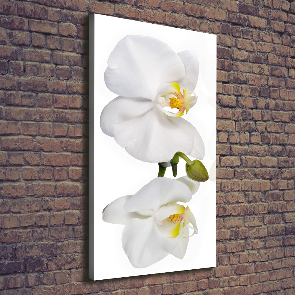 Wall canvas art White orchid