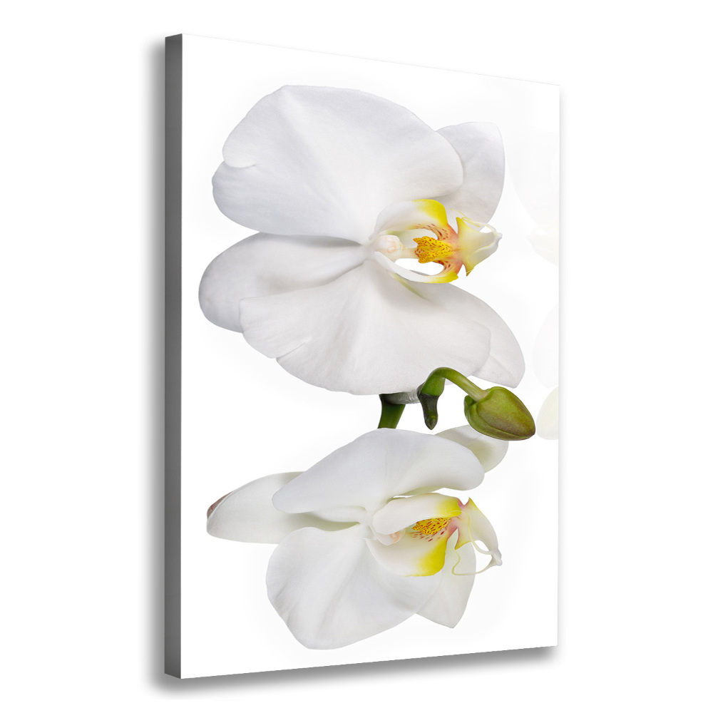 Wall canvas art White orchid