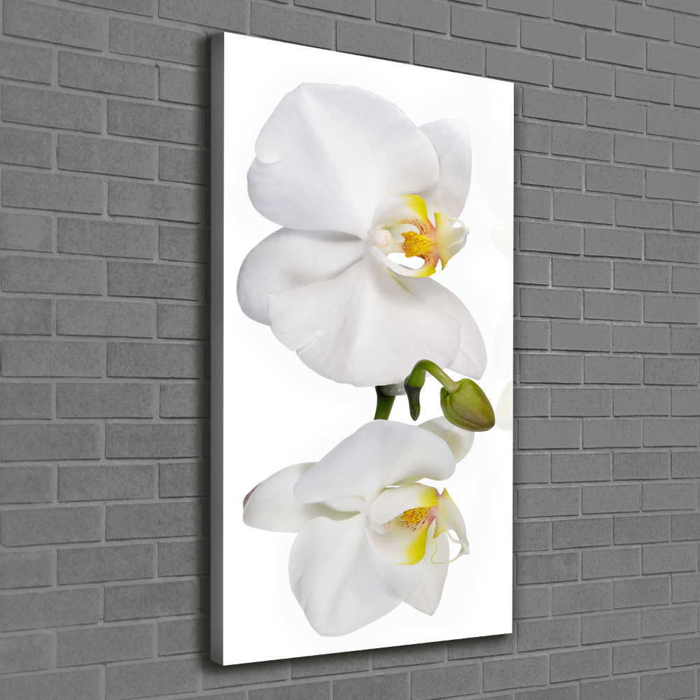 Wall canvas art White orchid