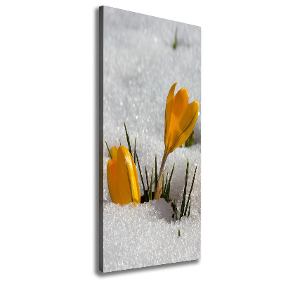 Canvas wall art Yellow crocuses