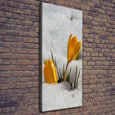 Canvas wall art Yellow crocuses