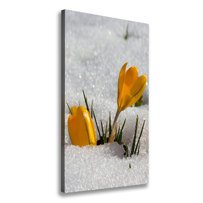 Canvas wall art Yellow crocuses