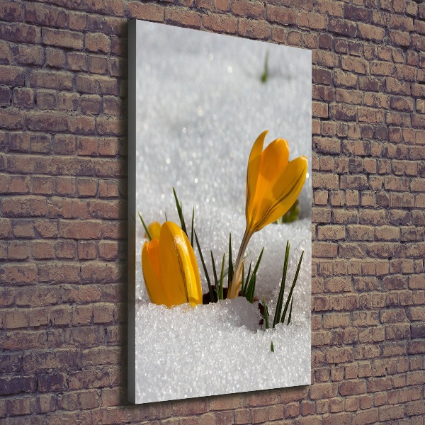 Canvas wall art Yellow crocuses