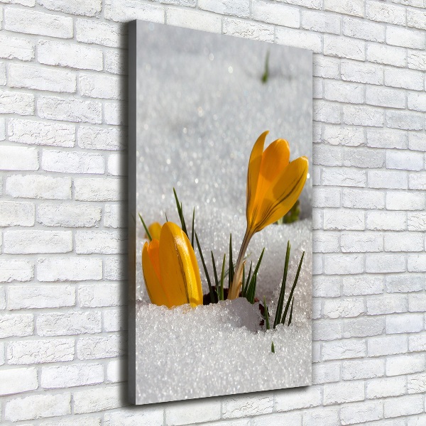 Canvas wall art Yellow crocuses