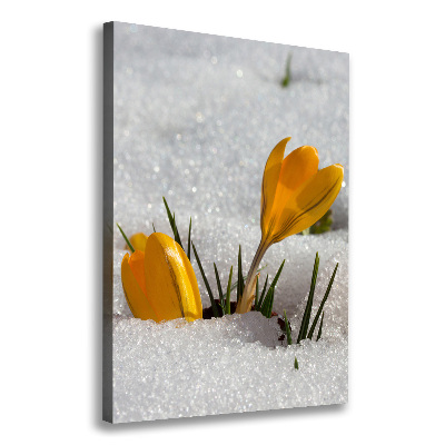 Canvas wall art Yellow crocuses