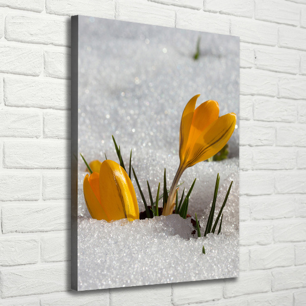 Canvas wall art Yellow crocuses