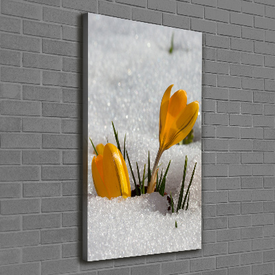 Canvas wall art Yellow crocuses