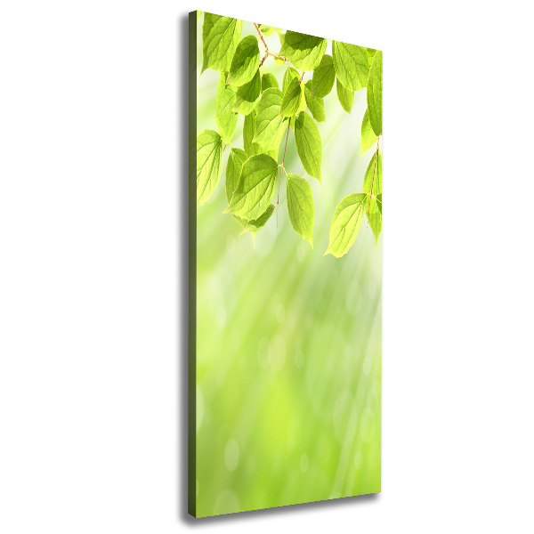 Canvas wall art Green leaves