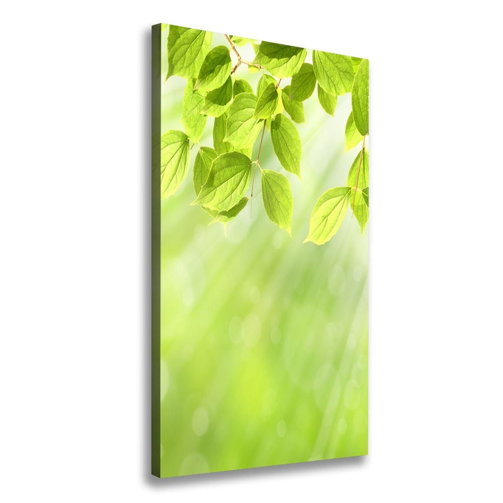 Canvas wall art Green leaves