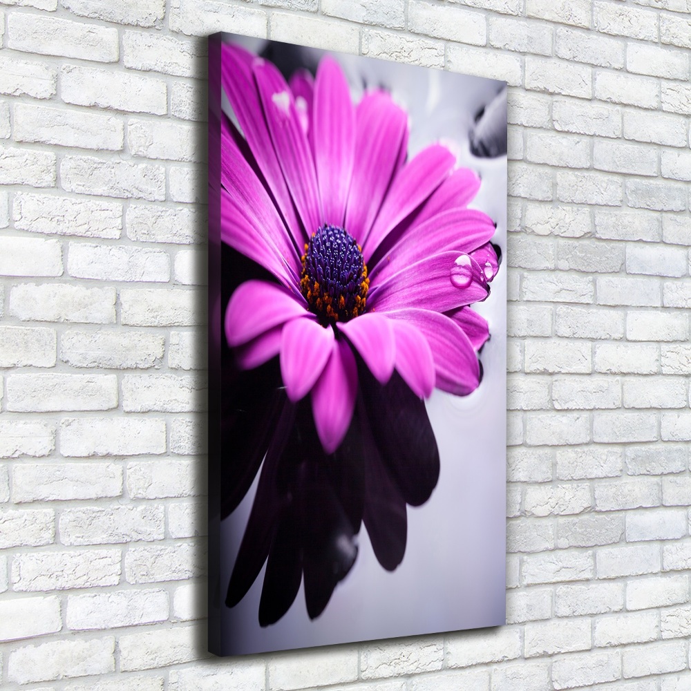 Canvas wall art Pink gerber