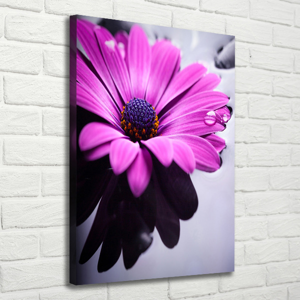 Canvas wall art Pink gerber