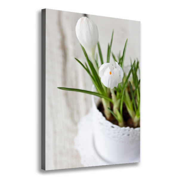 Canvas wall art White crocuses