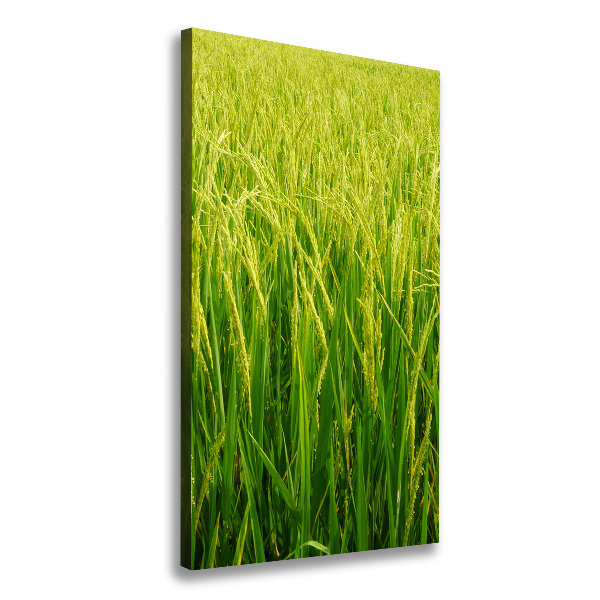 Large canvas wall art Rice plantation