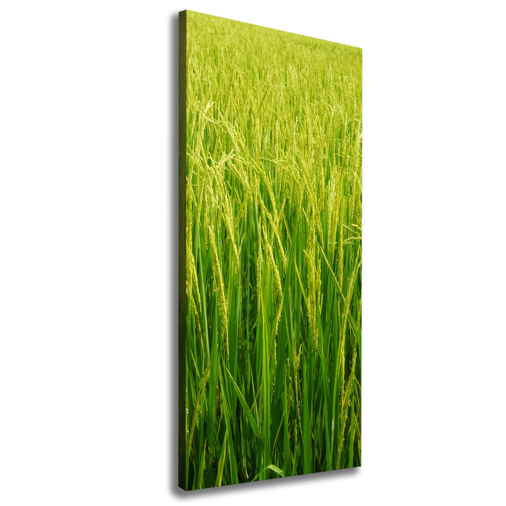 Large canvas wall art Rice plantation