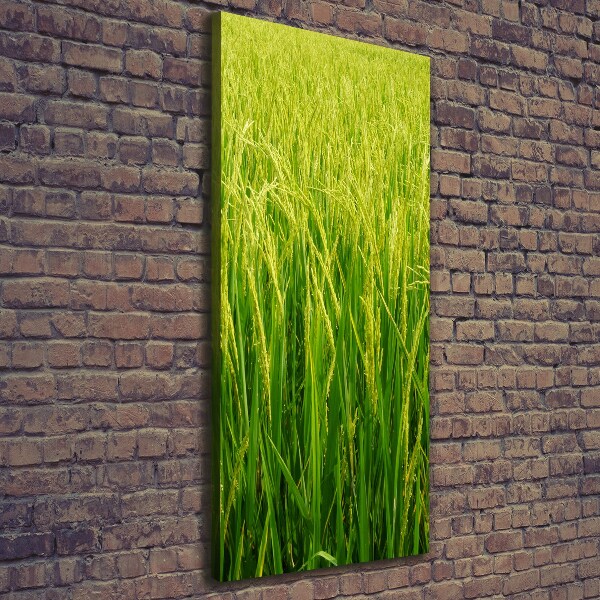 Large canvas wall art Rice plantation