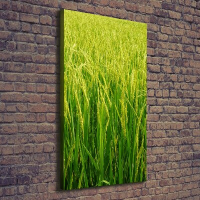 Large canvas wall art Rice plantation