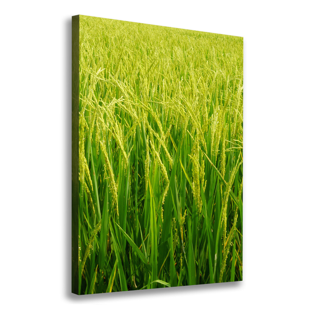 Large canvas wall art Rice plantation