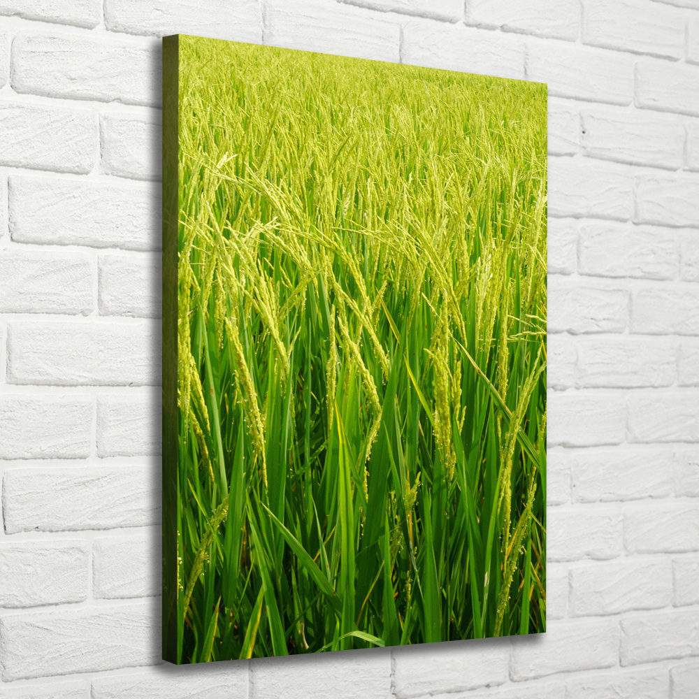 Large canvas wall art Rice plantation