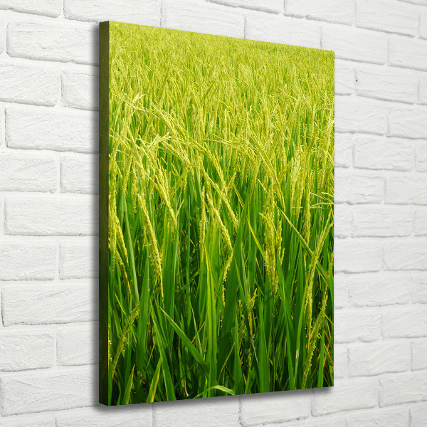 Large canvas wall art Rice plantation