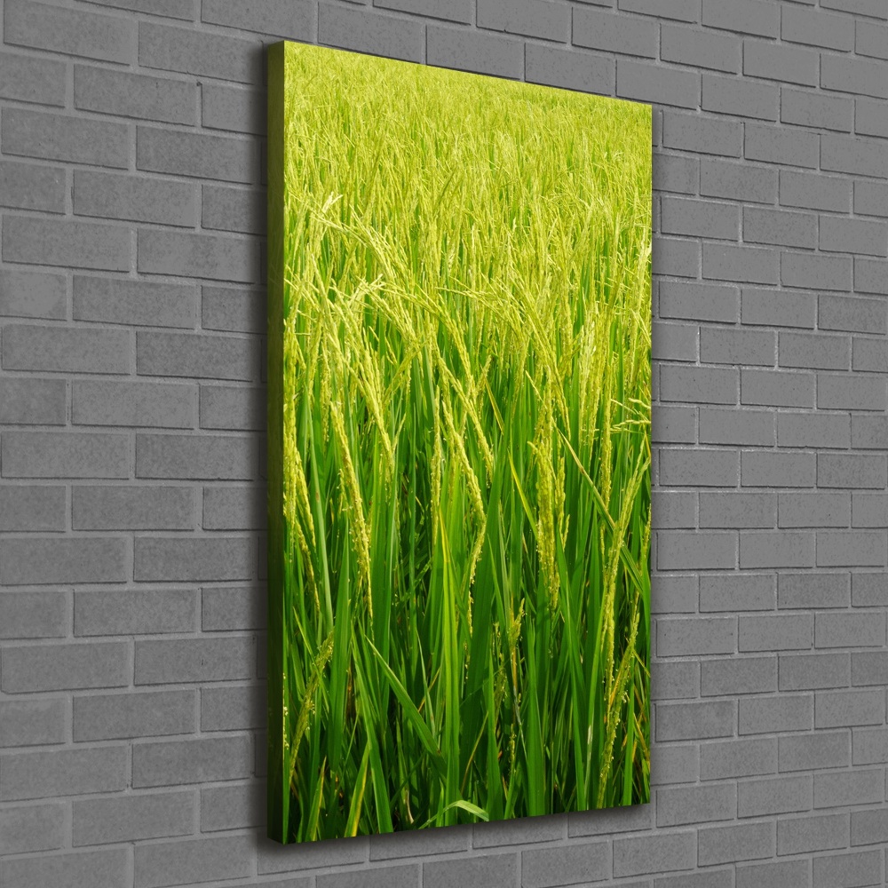 Large canvas wall art Rice plantation