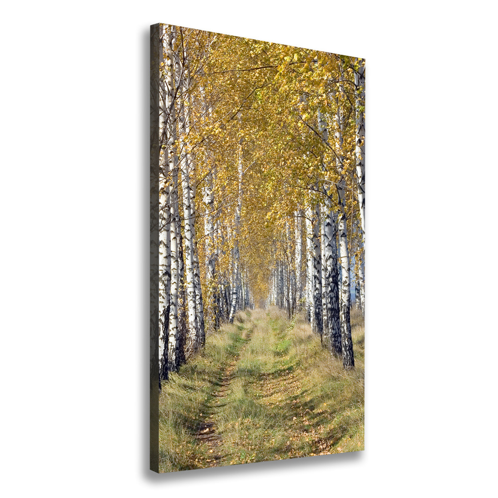 Canvas wall art Birch forest