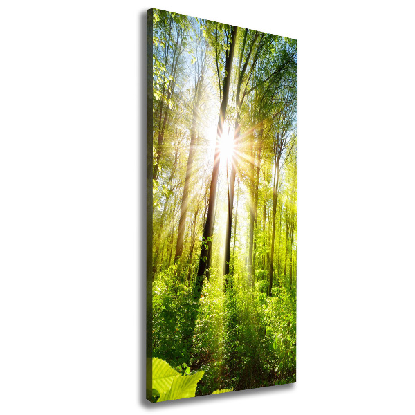 Canvas wall art The sun in the forest