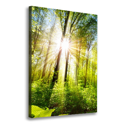 Canvas wall art The sun in the forest