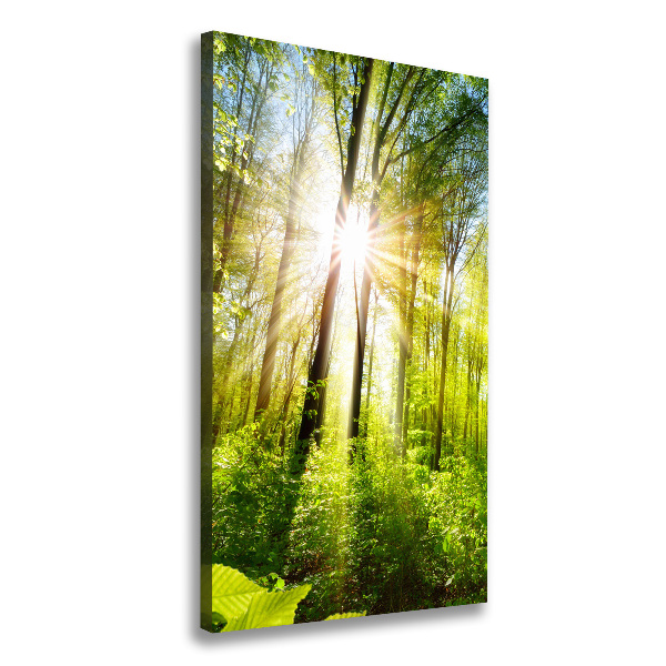 Canvas wall art The sun in the forest