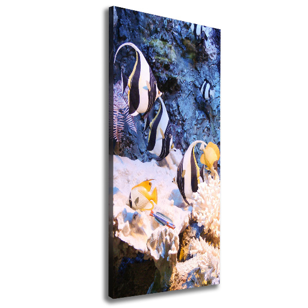 Canvas wall art Coral reef