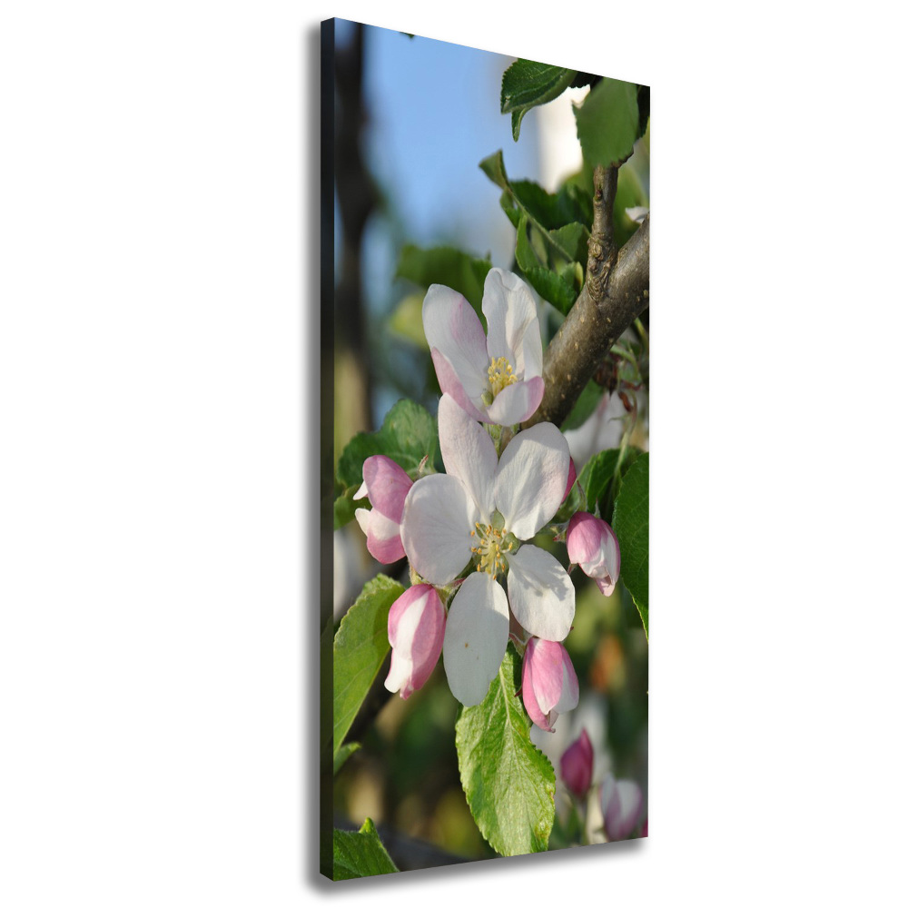 Canvas wall art Cherry blossoms