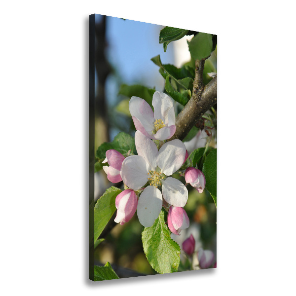 Canvas wall art Cherry blossoms