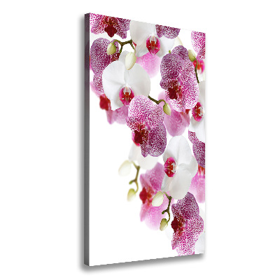 Canvas print Orchid