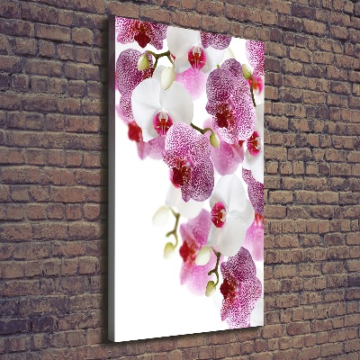 Canvas print Orchid