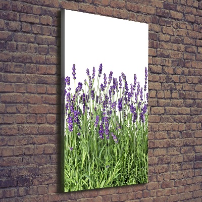 Canvas wall art Lavender field