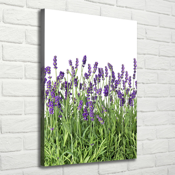 Canvas wall art Lavender field