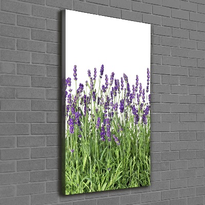 Canvas wall art Lavender field