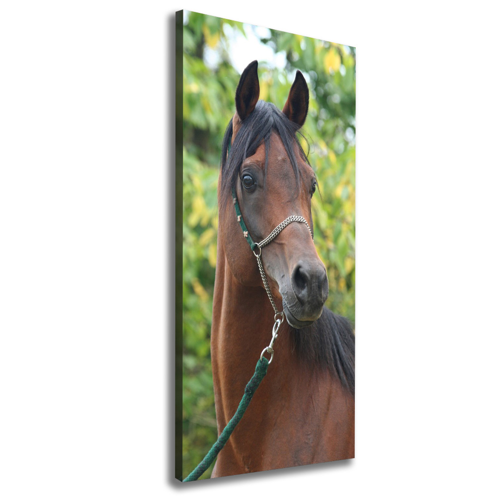 Canvas wall art Portrait of a horse