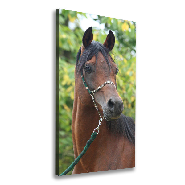 Canvas wall art Portrait of a horse