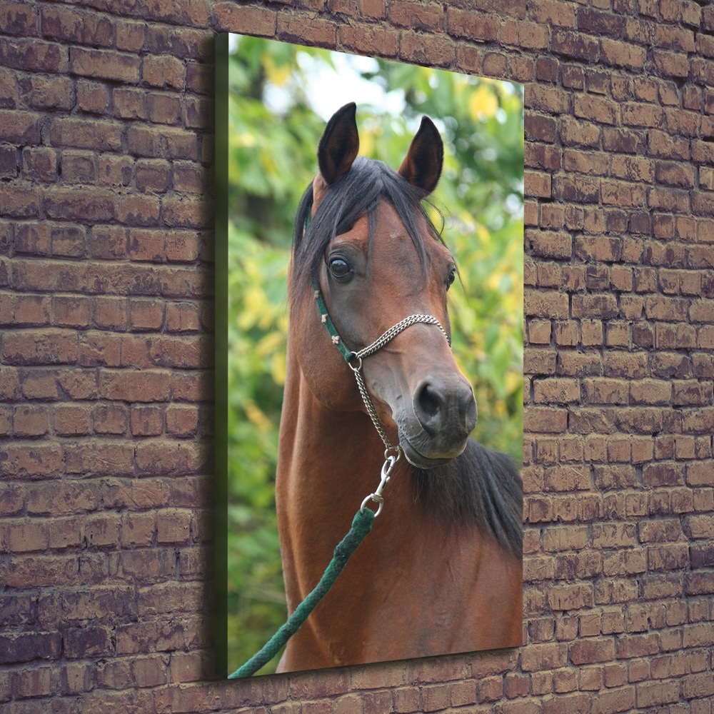 Canvas wall art Portrait of a horse