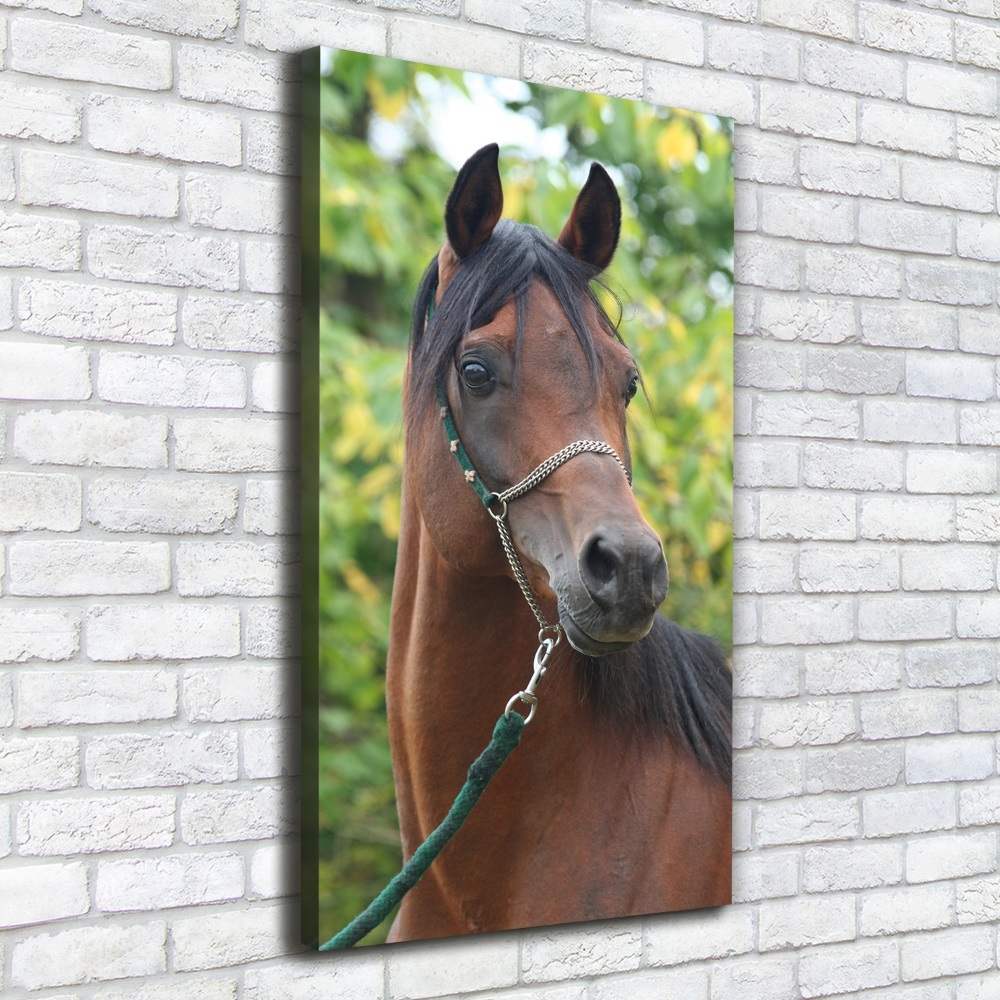 Canvas wall art Portrait of a horse