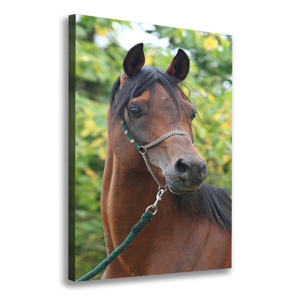 Canvas wall art Portrait of a horse