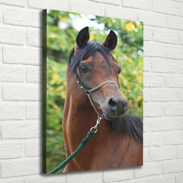 Canvas wall art Portrait of a horse