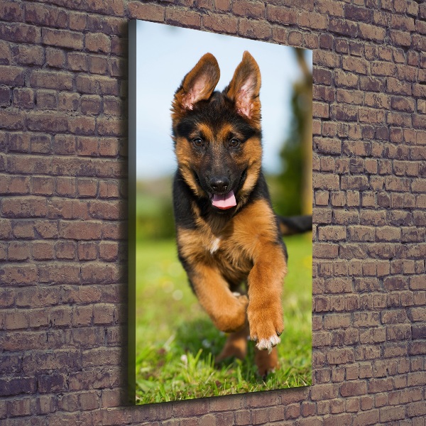 Canvas wall art German Shepherd