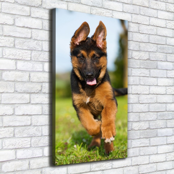 Canvas wall art German Shepherd