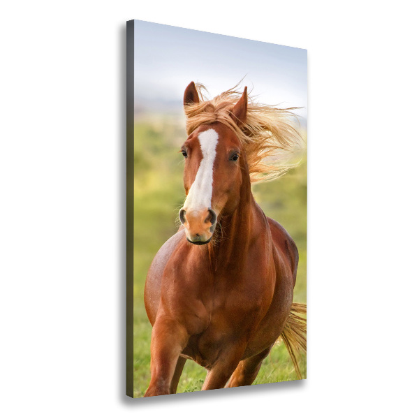 Canvas print Horse at a gallop